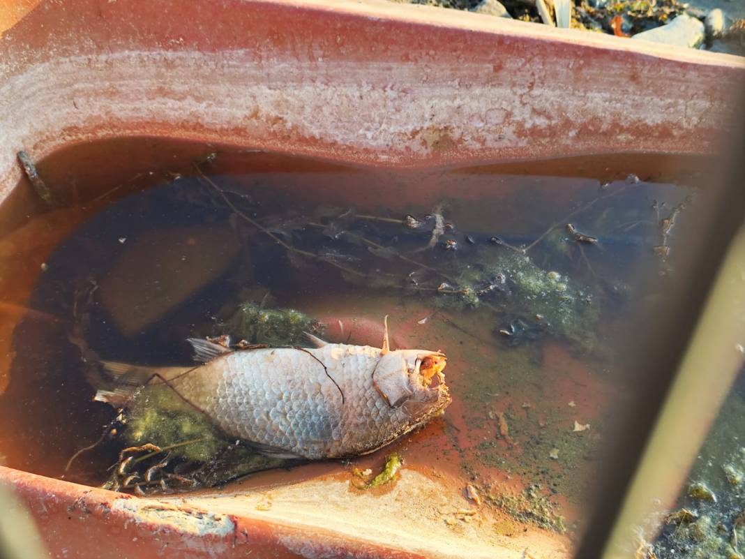 İznik Gölü kıyısında tedirgin eden manzara! Ölü balıklar endişe yarattı: Görüntüler turistleri şaşkına çevirdi 6